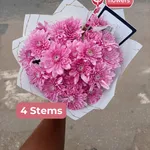 Pink Chrysanthemums 