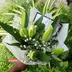 White Lilies/Gypso/Greenery