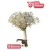 Gypso Bouquet - Weddings
