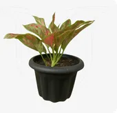 Aglaonema Deep Red