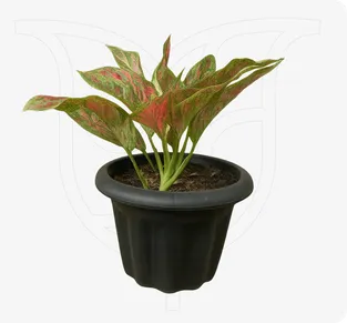 Aglaonema Deep Red - Fresh flower delivery Nigeria | Order online from BuyFlowers