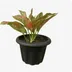 Aglaonema Deep Red thumbnail view 1 - BuyFlowers Nigeria