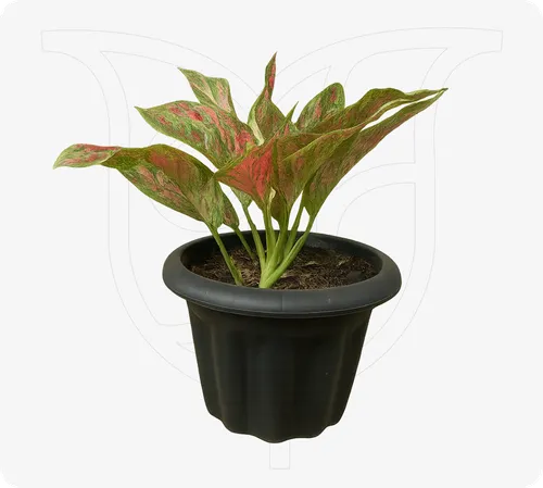 Order Aglaonema Deep Red for same-day delivery in Nigeria Aglaonema Deep Red - Fresh flower delivery Nigeria | Buy online at BuyFlowers