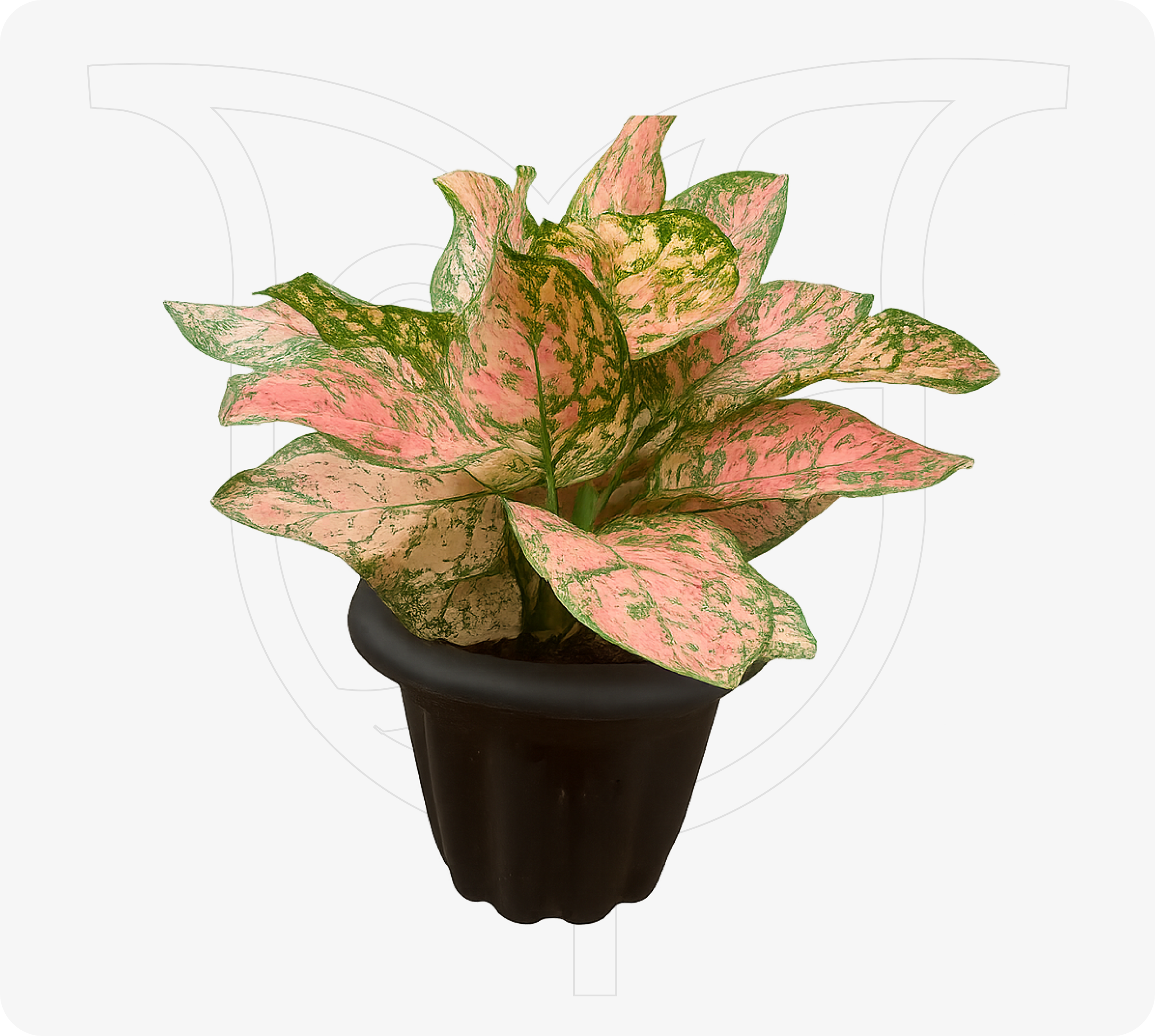 Aglaonema Pink Princess - Fresh flower delivery Nigeria | Order online from BuyFlowers
