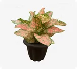 Aglaonema Pink Princess thumbnail view 1 - BuyFlowers
