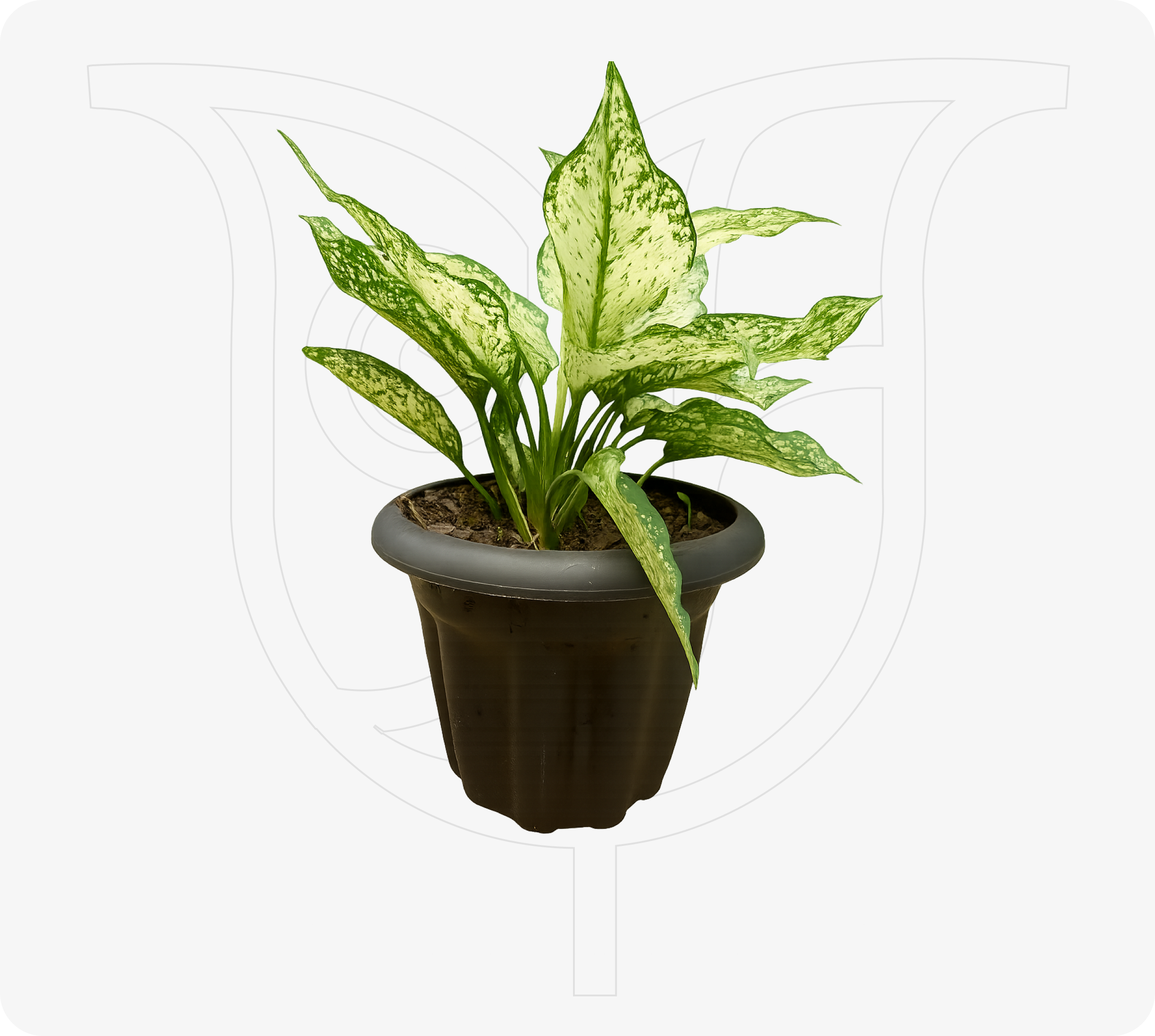 Aglaonema Snow Queen - Fresh flower delivery Nigeria | Order online from BuyFlowers