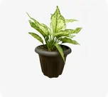Aglaonema Snow Queen thumbnail view 1 - BuyFlowers
