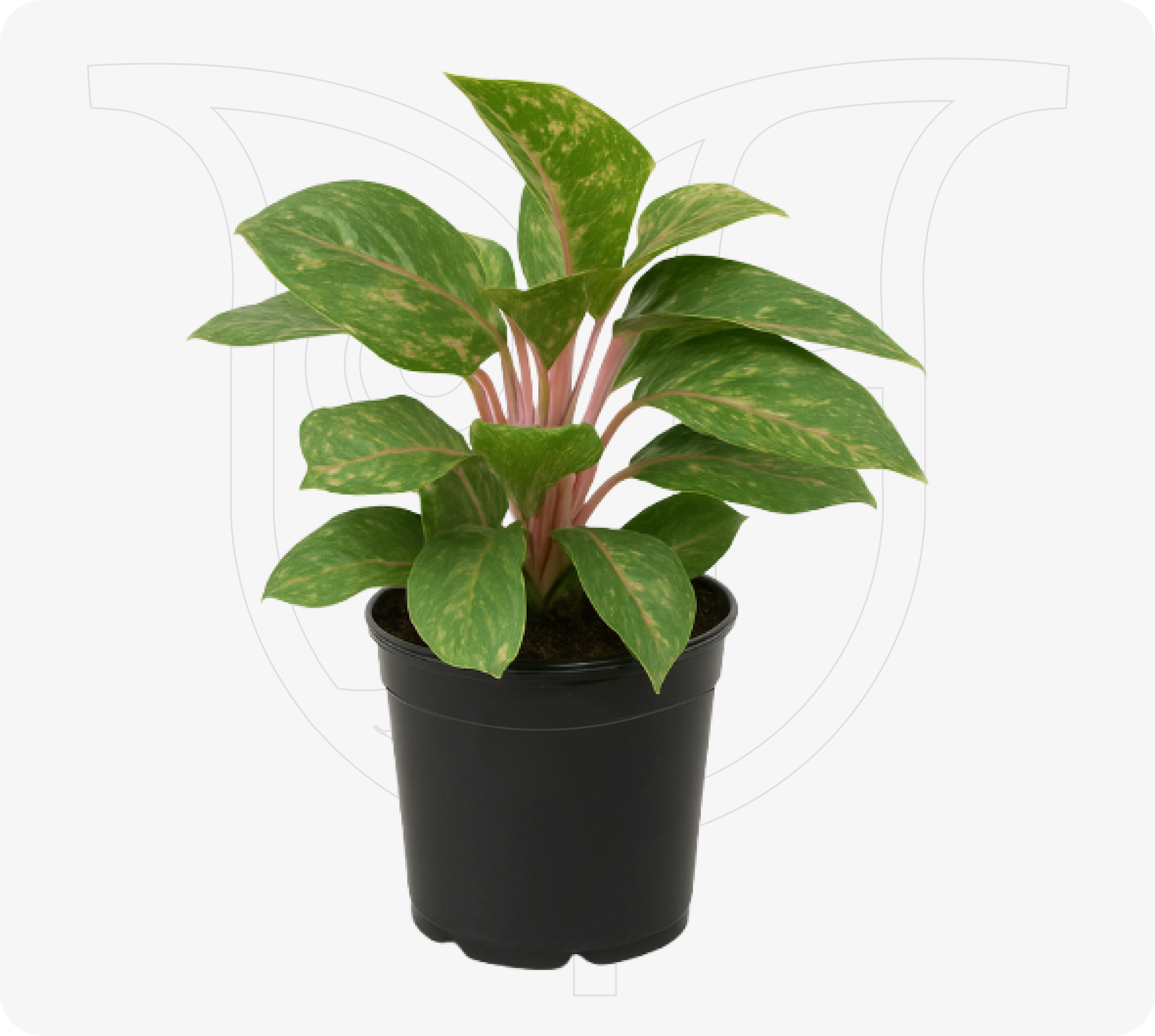 Aglaonema - Fresh flower delivery Nigeria | Order online from BuyFlowers