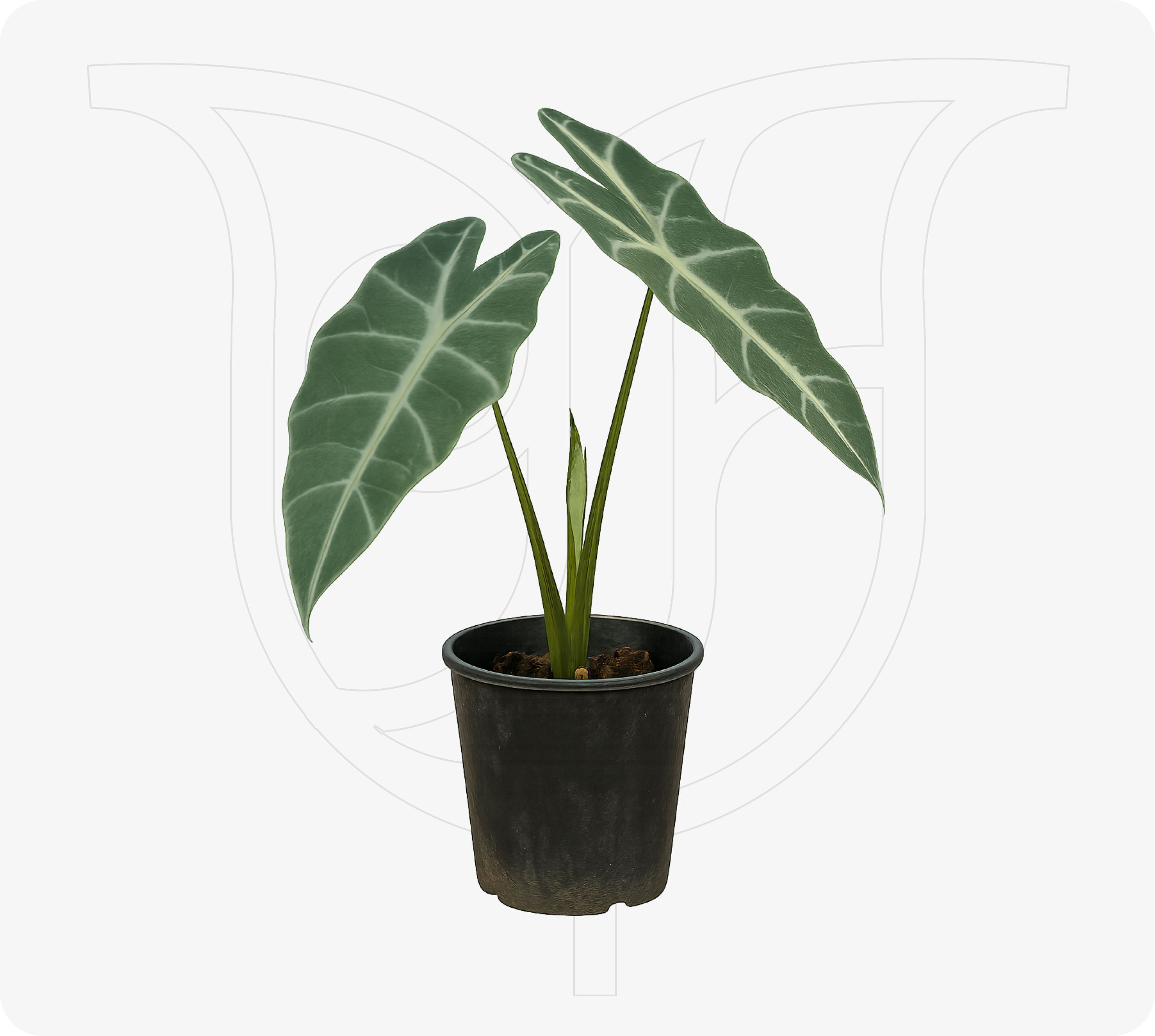 Alocasaia African Mask - Fresh flower delivery Nigeria | Order online from BuyFlowers