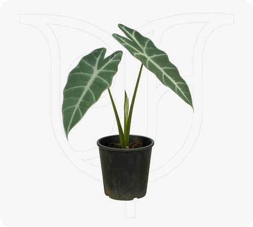 Alocasaia African Mask thumbnail view 1 - BuyFlowers Nigeria