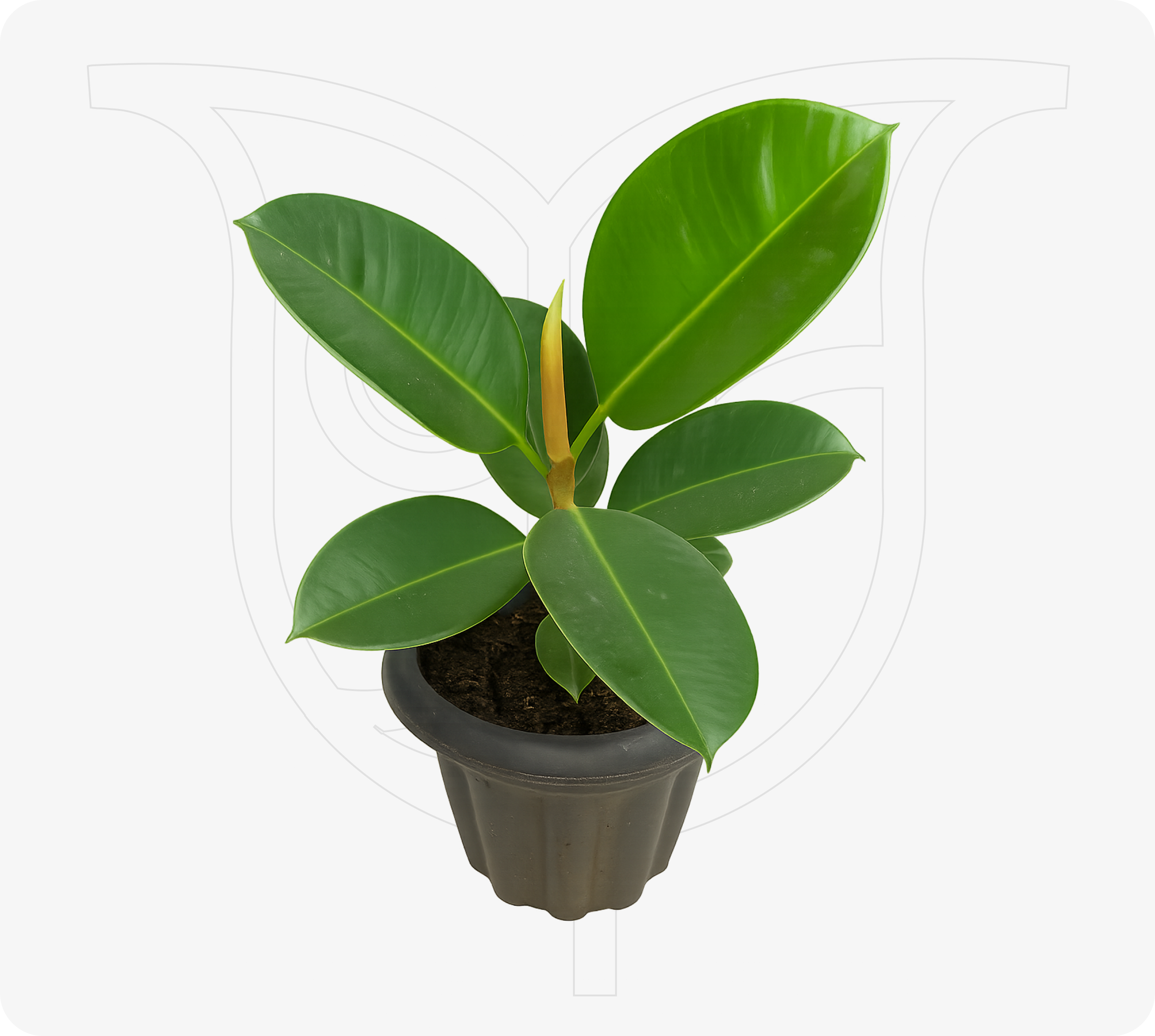 Baby Rubber - Fresh flower delivery Nigeria | Order online from BuyFlowers