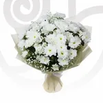 White Chrysanthemums/Gypso