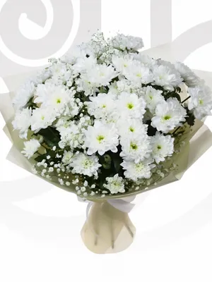 White Chrysanthemums/Gypso