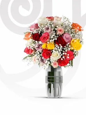 Mixed Colored Roses/Gypso