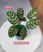 Calathea Makayona thumbnail view 2 - BuyFlowers