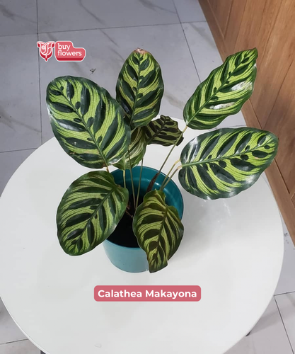 Calathea Makayona thumbnail view 2 - BuyFlowers Nigeria
