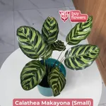 Calathea Makayona