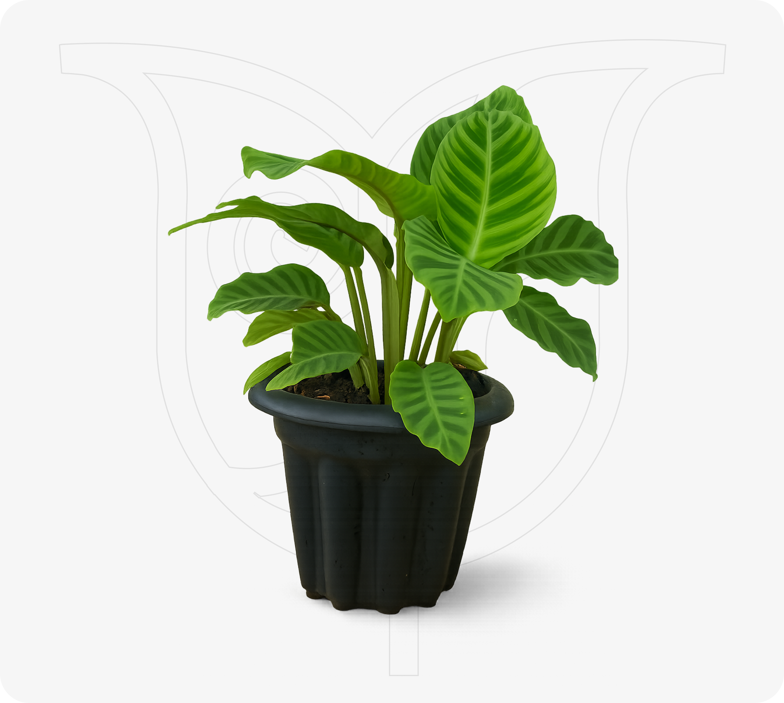 Calathea Zebrina - Fresh flower delivery Nigeria | Order online from BuyFlowers