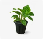 Calathea Zebrina thumbnail view 1 - BuyFlowers
