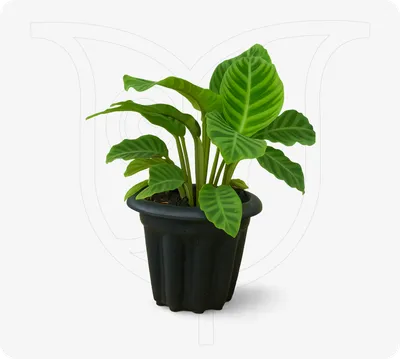 Calathea Zebrina
