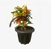 Croton