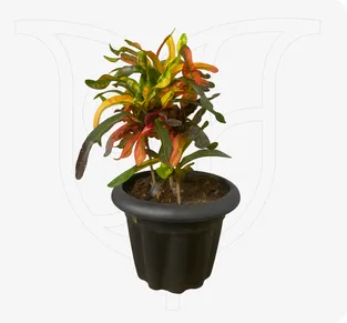 Croton - Fresh flower delivery Nigeria | Order online from BuyFlowers