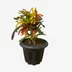 Croton thumbnail view 1 - BuyFlowers Nigeria
