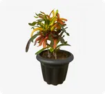 Croton thumbnail view 1 - BuyFlowers