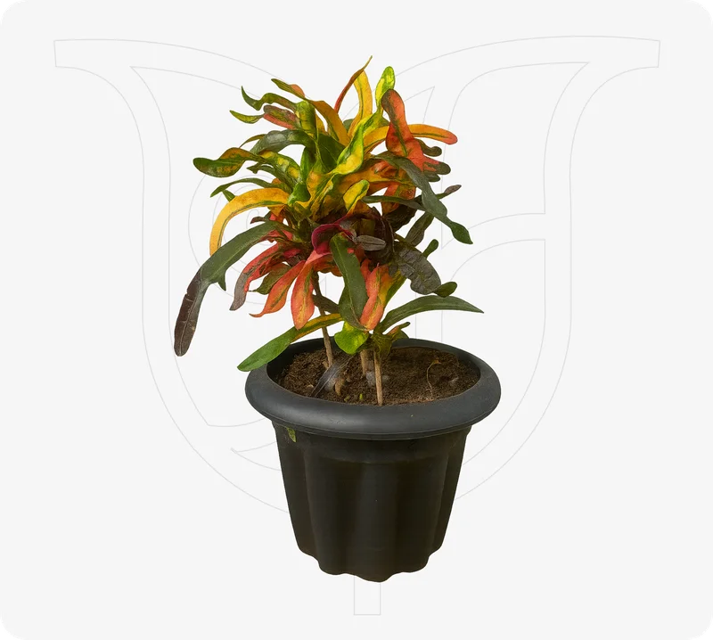 Croton - Fresh flower delivery | Buy online at BuyFlowers