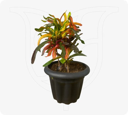 View Croton image 1 Croton thumbnail view 1 - BuyFlowers Nigeria