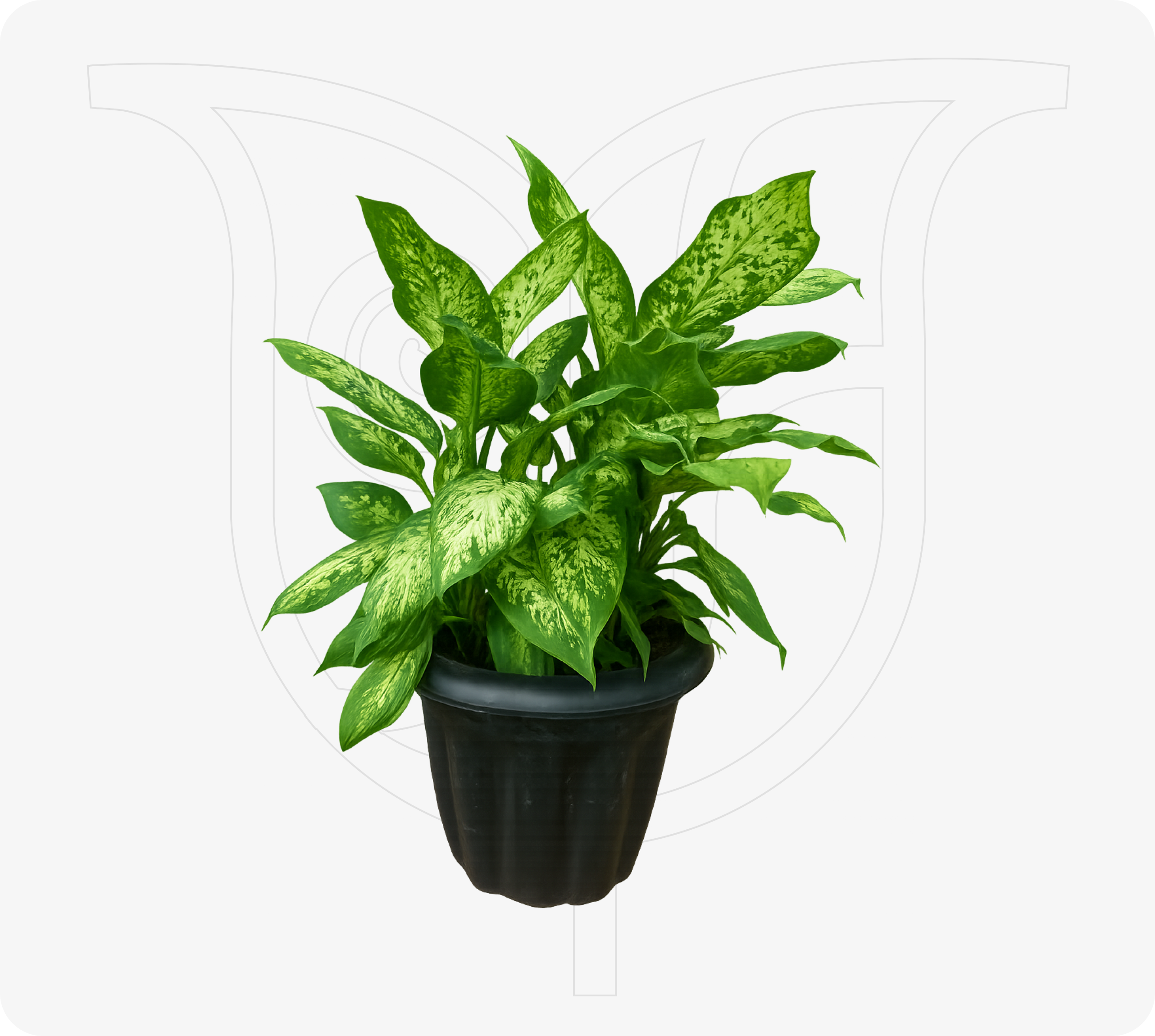 Dumbcane - Fresh flower delivery Nigeria | Order online from BuyFlowers