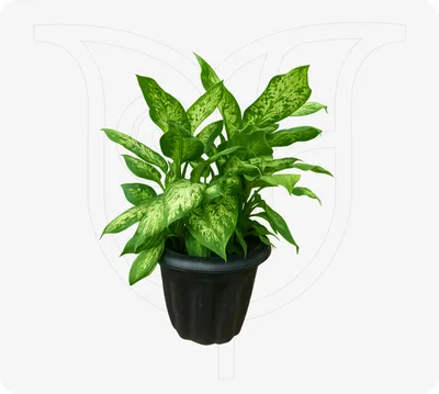 Dumbcane