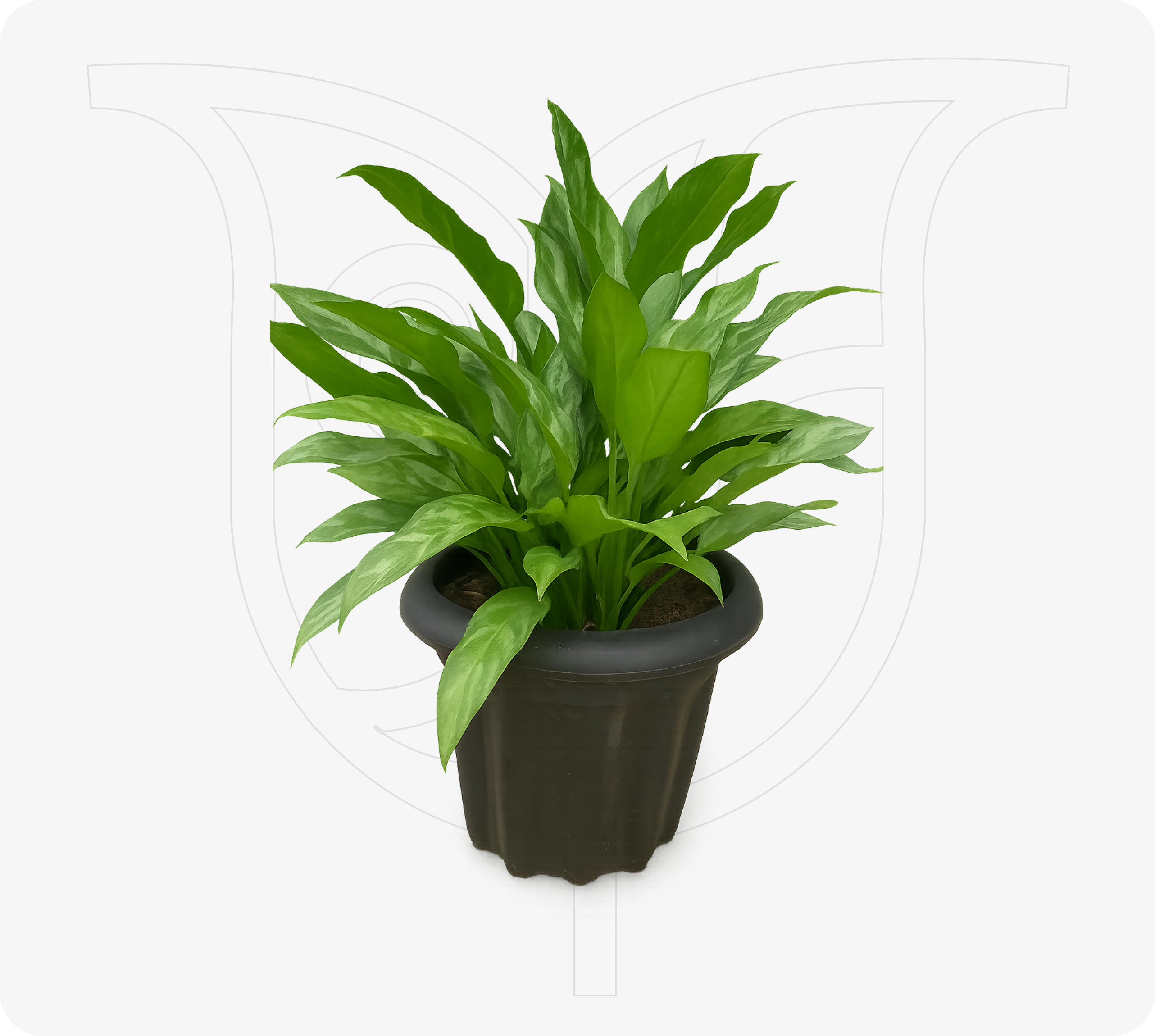Evergreen Anglonema - Fresh flower delivery Nigeria | Order online from BuyFlowers