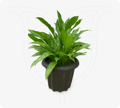 Evergreen Anglonema