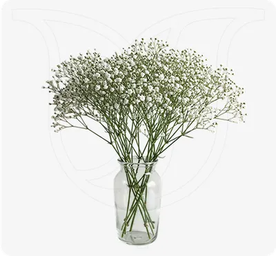 Gypso Bouquet - Weddings