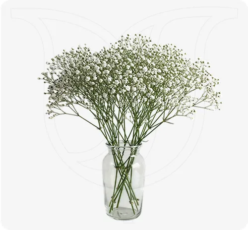 Gypso Bouquet - Weddings