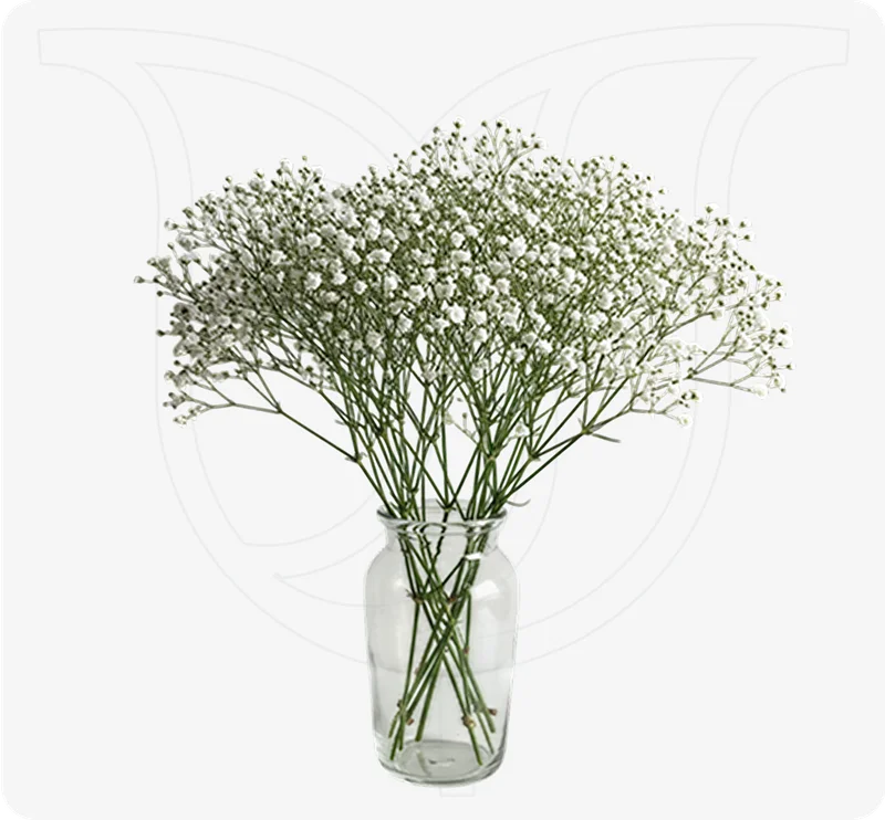 Order Gypso Bouquet - Weddings for same-day delivery Gypso Bouquet - Weddings - Fresh flower delivery | Buy online at BuyFlowers