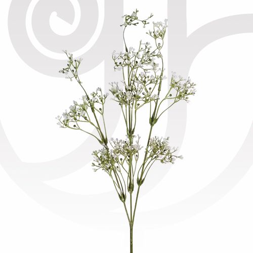 Gypsophila in Bulk thumbnail view 1 - BuyFlowers Nigeria