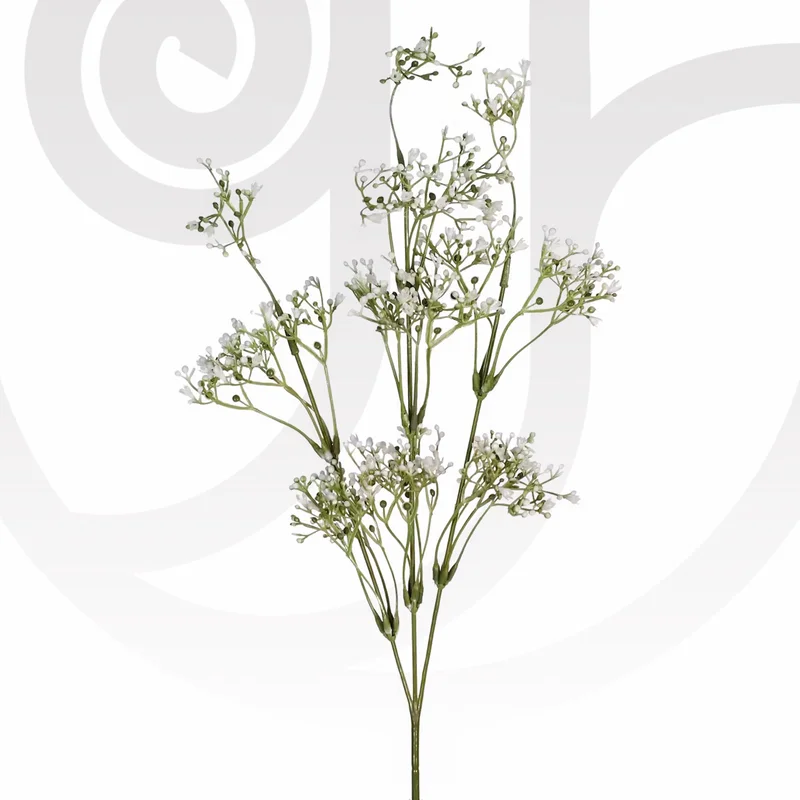 Order Gypsophila in Bulk for same-day delivery Gypsophila in Bulk - Fresh flower delivery | Buy online at BuyFlowers