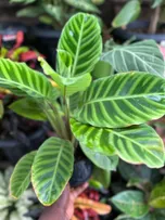 Calathea Zebrina thumbnail view 3 - BuyFlowers