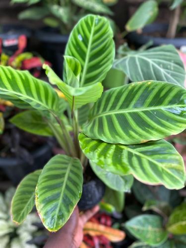 Calathea Zebrina thumbnail view 3 - BuyFlowers Nigeria