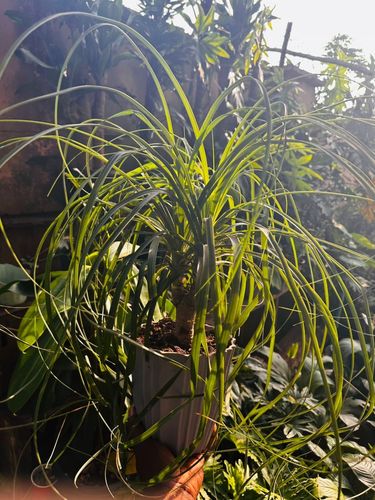 Ponytail thumbnail view 2 - BuyFlowers Nigeria