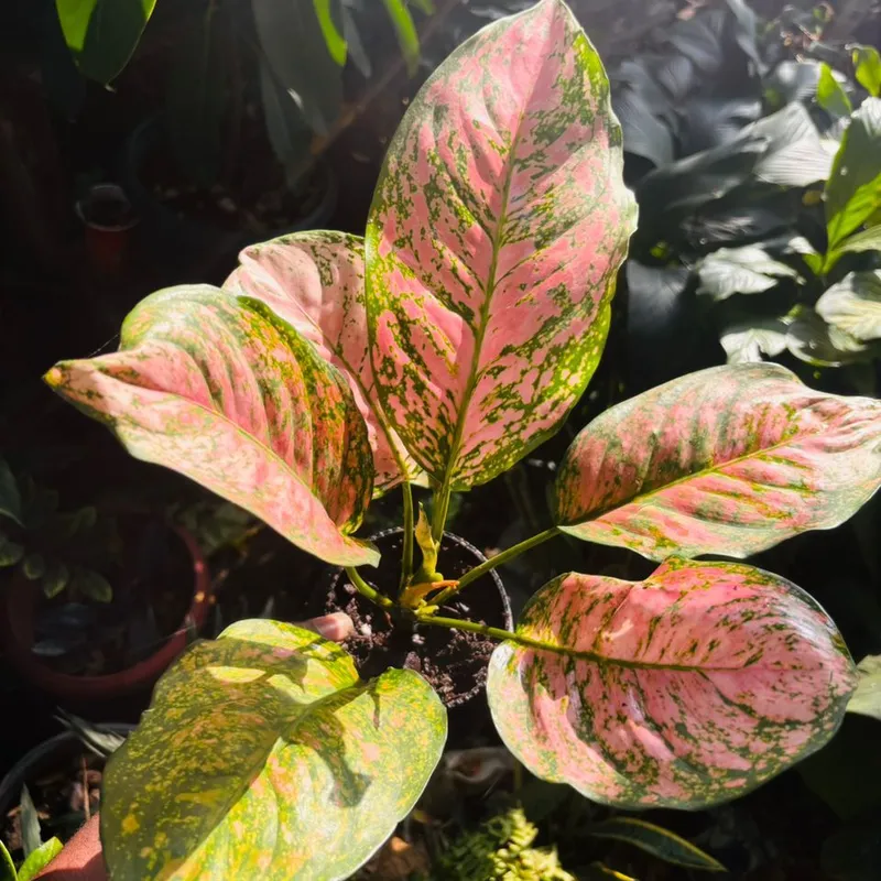 dracaena marginata cane Bicolor Dragon Tree