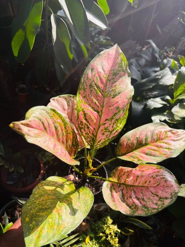 Aglaonema Pink Princess thumbnail view 2 - BuyFlowers Nigeria