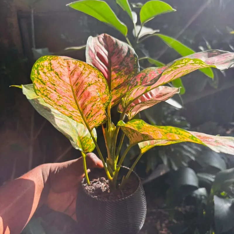world market fiddle leaf fig Fiddle Leaf Fig (Ficus Lyrata)