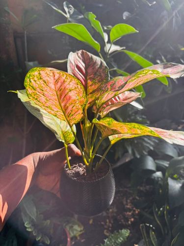 Aglaonema Pink Princess thumbnail view 3 - BuyFlowers Nigeria