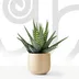 Zebra Aloe