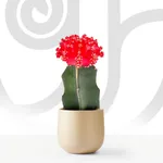 Crown Cactus 