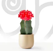 Crown Cactus 