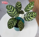 Calathea Zebrina thumbnail view 2 - BuyFlowers